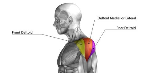 The shoulder muscles are a set of complex muscles that act as a link between the torso and the head or neck. 8 Bodyweight Shoulder Exercises That Will Help You Get Results