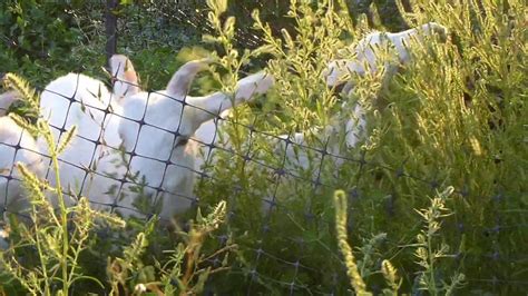 Training My Goats For Weed Control Youtube