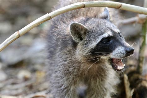 How To Tell If A Raccoon Is Rabid Skedaddle Humane Wildlife Control