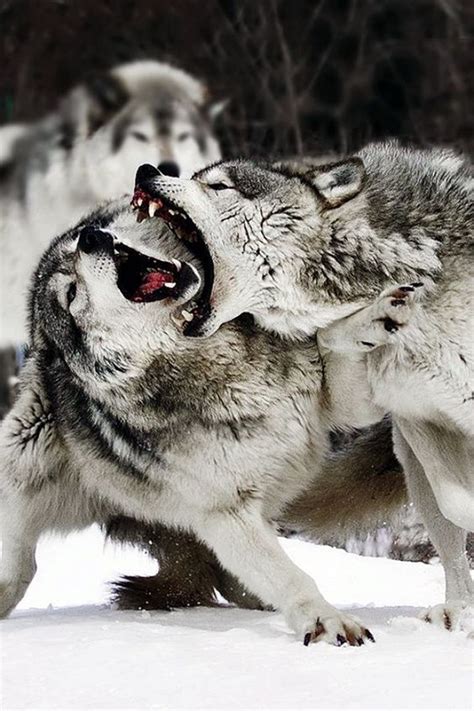 Gray Wolf Fighting With Each Other Angry Animals Wolves Fighting
