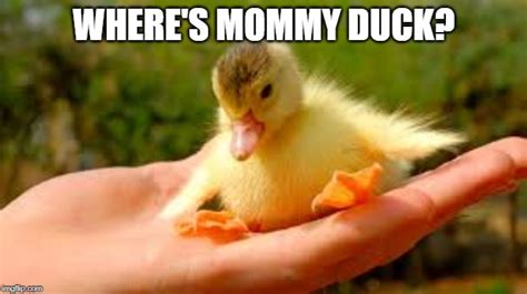 Ducks Cute Memes And S Imgflip