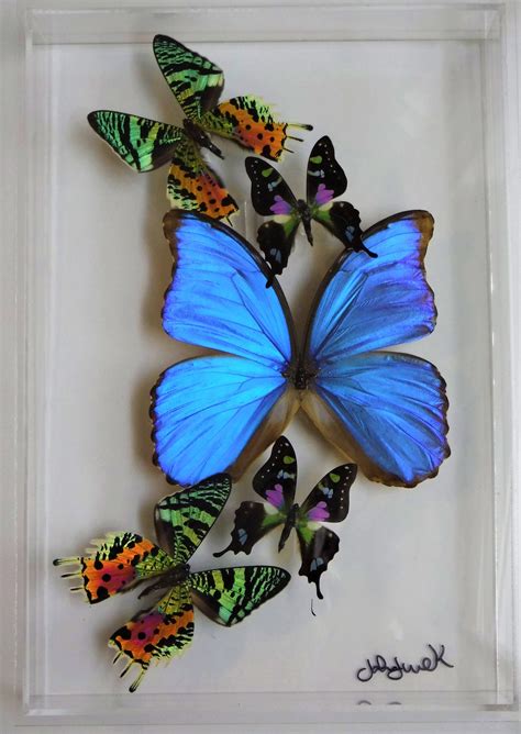 Butterfly Display Framed Butterflies Mounted Butterfliesreal