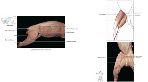 Cat Dissection Part 3 Diagram Quizlet