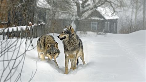 Radioactive Wolves Wildlife In The Chernobyl Exclusion Zone Docfilm
