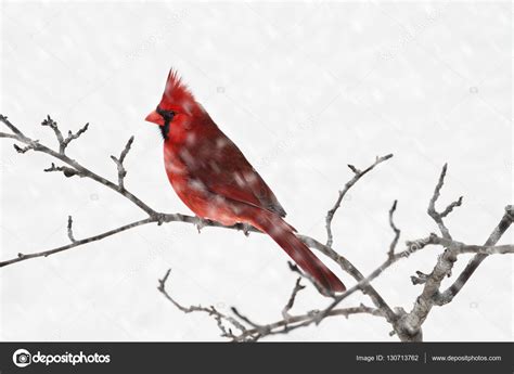 Male Cardinal In Snow — Stock Photo © Stephaniefrey 130713762