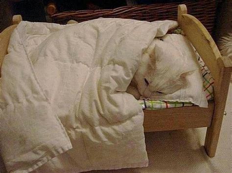 Cute Kitten Sleeping In A Bed Here Kitty Kitty Pinterest