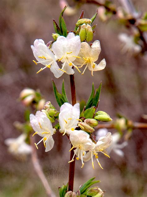Six Winter Blooming Shrubs For The Northeast Finegardening