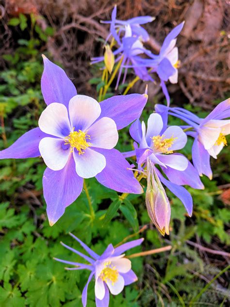 Ttm Newly Blossoming Columbines In The Colorado Mountains Rflowers