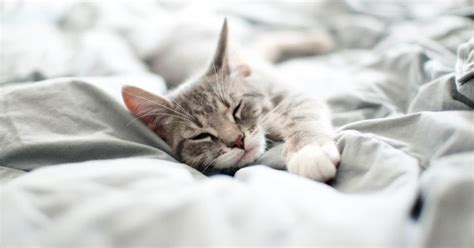 Next time you're caught unable to answer a question lobbed at you, try a handful of these techniques for thinking on your feet. 7 Fascinating Reasons Why Your Cat Sleeps on Your Feet ...