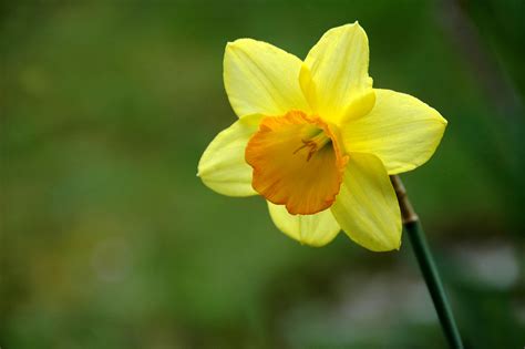 Free Images Nature Flower Petal Botany Yellow Daffodil Flora