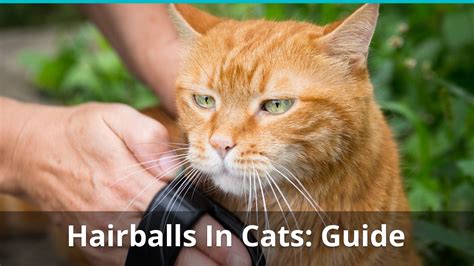 Do you want to know all about hairballs in cats? Hairballs In Cats: Symptoms, Dangers, And How To Get Rid ...