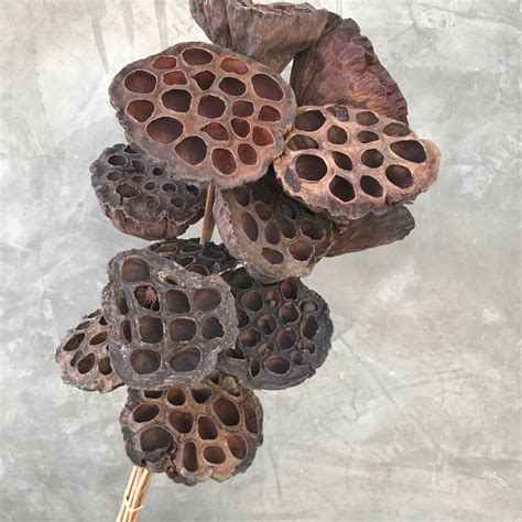 Lotus Pods Dried Flowers Dried Lotus Pods Wedding Flowers Etsy New Zealand