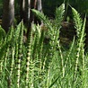 Exquisite Equisetum | A Horsetail Tale — Ravensong Seeds & Herbals