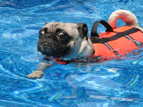 Swimming Pug Flickr Photo Sharing