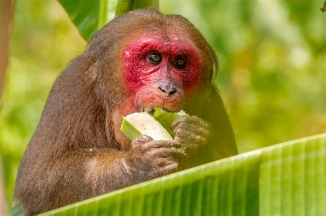 Brown Monkey Eating Green Vegetable · Free Stock Photo