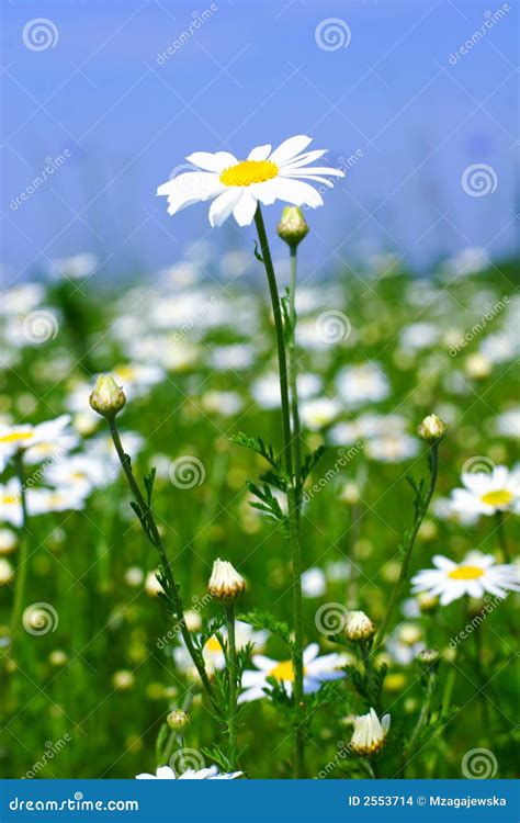 Meadow Camomile Flowers Stock Photo Image Of Garden 2553714