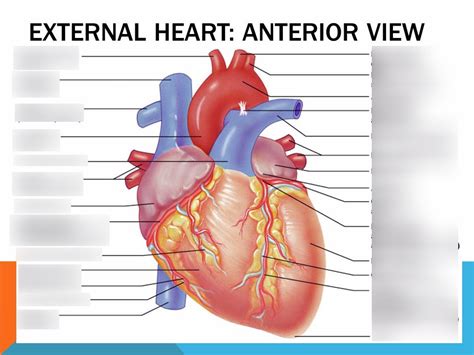 Heart Anatomy External
