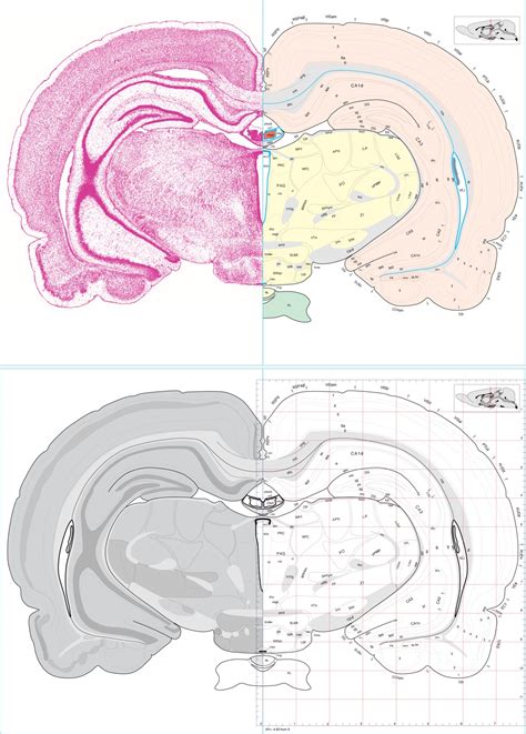 Rat Anatomy Labeled Anatomy Diagram Book