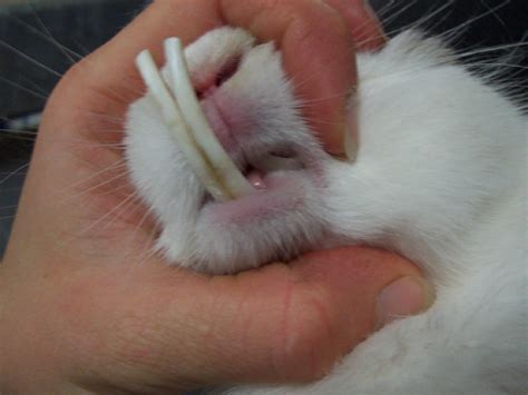 A Rabbits Teeth Cant Stop Increasing
