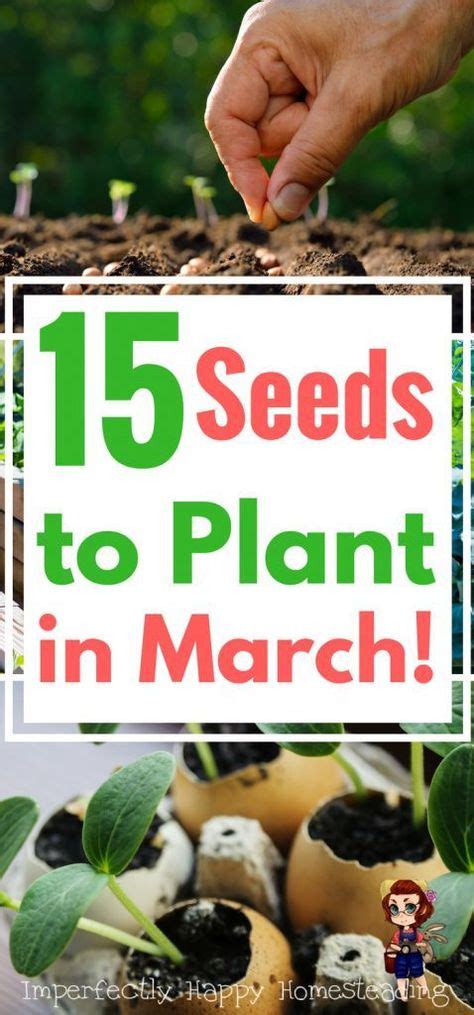 15 Vegetable Seeds You Should Plant In March Vegetable Garden Planner