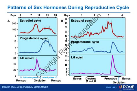 Age Gender 05 Patterns Of Sex Hormones During Reproduction Cycle Rome Online
