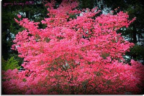 Flowering Dogwood Tree These Are One Of The Most Beautiful Flickr