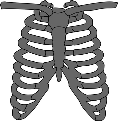 Rib Cage Skeleton Gray Free Vector Graphic On Pixabay