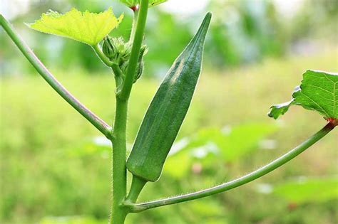 How To Grow And Care For Okra Be Legendary Podcast