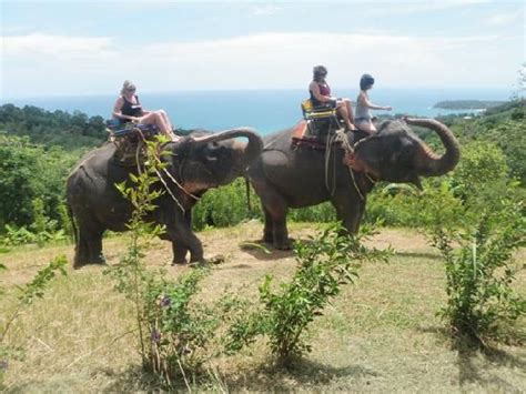 That open for elephant trekking more than 20 year. Belajar: Kokchang Safari Elephant Trekking