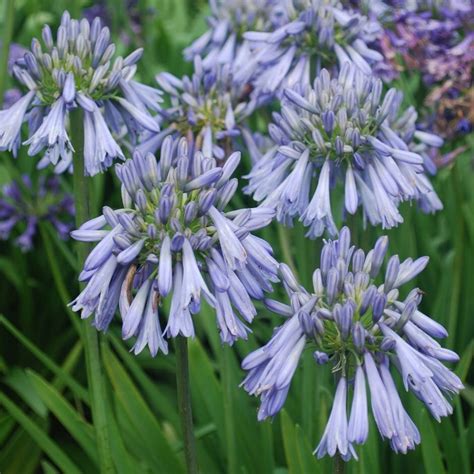 Buy African Lily Agapanthus Celebration Delivery By Waitrose Garden