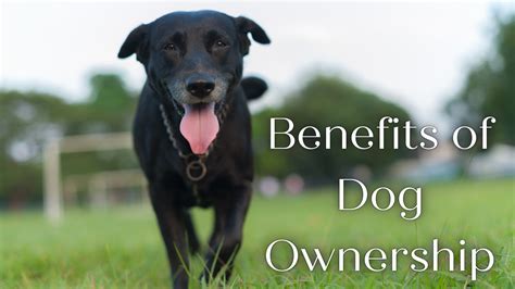 Benefits Of Owning A Dog Canine Country