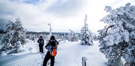 Photography Tour In Winter Forest Rovaniemi Lapland Finland Photo Juho