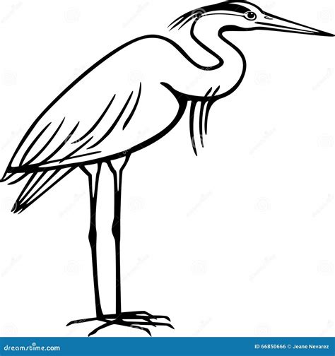 Heron Stock Vector Illustration Of Ardea Curve Waterfowl 66850666