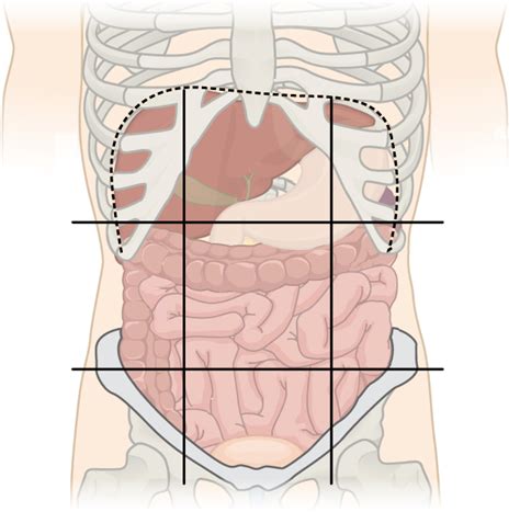 Abdomen quadrants regions, abdominal quadrants and their contents, abdominopelvic human labeled anatomical subdivisions of the brain enable one to quantify and report brain imaging data. File:Abdominal Regions Cleaned.png - Wikimedia Commons