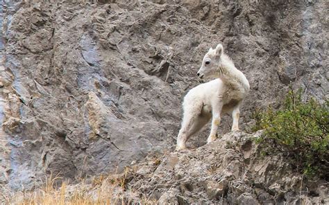 A Baby Dall Sheep Along The Seward Highway Photo Jerry Pillarelli