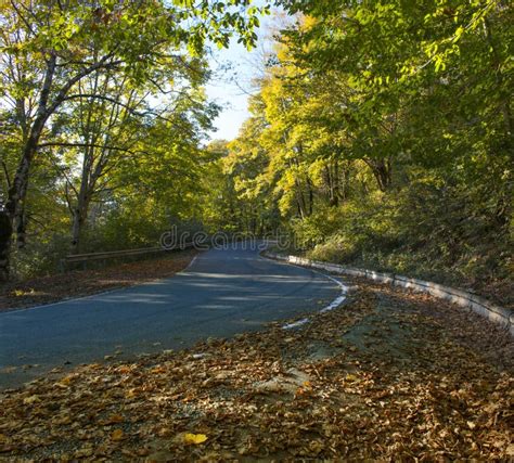 A Winding Road Curves Through Autumn Trees Panorama Stock Photo