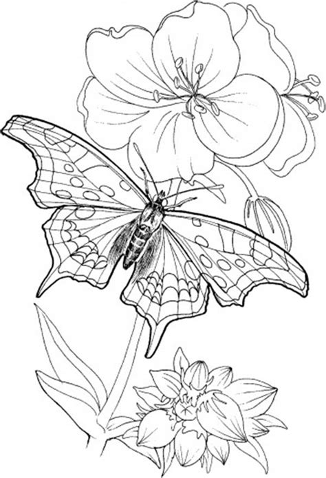 Butterfly Standing On Blooming Plants Coloring Page