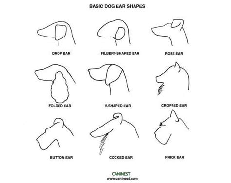 19 Dog Ear Types And Shapes √ Interpret Dog Ears 34 Dogs With Pointy
