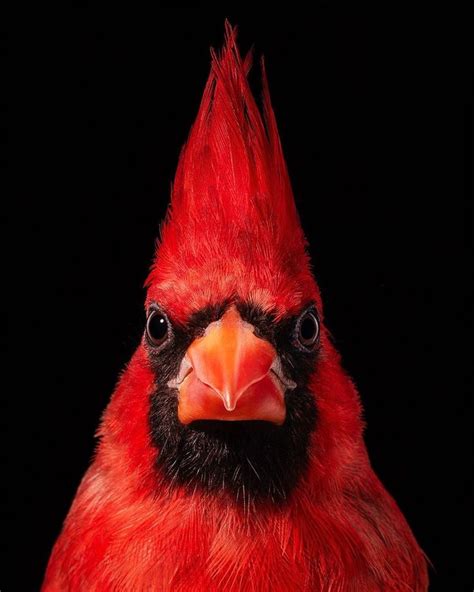 Tim Flach On Instagram Northern Red Cardinals Are Adept Songsters