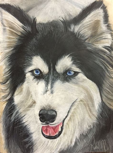 Colored Pencil Realistic Rendition Of A Siberian Husky Prints