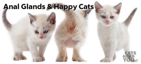 Anal Glands And Happy Cats Cats Herd You