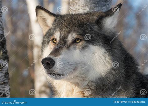 Grey Wolf Canis Lupus Head One Ear Back Stock Image Image Of Lupus