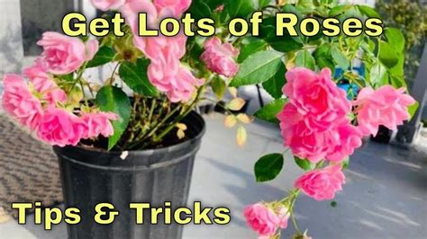 Secrets Tips For Growing Roses ढेरों गुलाब पायें Rose Gardening