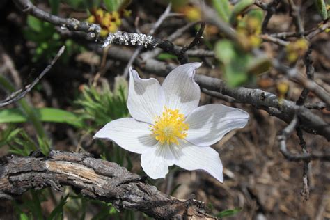 Montana White Mountain Flower By Aonokaras On Deviantart
