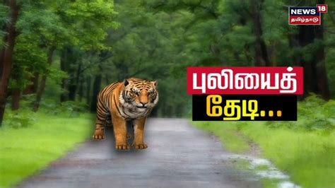 Masinagudi Tiger T23 புலியின் நடமாட்டம் ஒரு சிசிடிவி கேமராவில் கூட