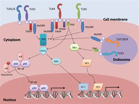 Signaling Pathway Of Toll Like Receptors TLRs After Recognition Of Download Scientific