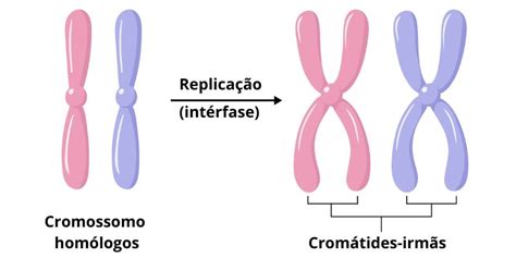Cromossomos homólogos o que são Biologia Net