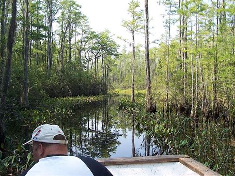 Okefenokee Swamp Georgia Guided Boat Tour Boat Tours Swamp Places