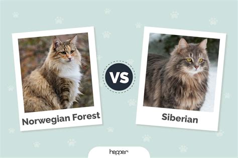 Norwegian Forest Cat Vs Siberian Cat Visual Differences And Overview