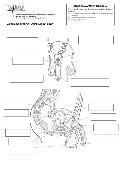 Fichas De Aparatos Reproductores Lecciones De Biología Fichas